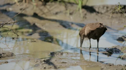 Hamerkop Bird Stock Footage 28725446
