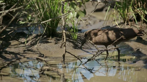 Hamerkop Bird Stock Footage 28730795