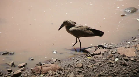 Hamerkop Bird Stock Footage 28754648