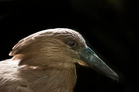 Hamerkop bird Stock Photos