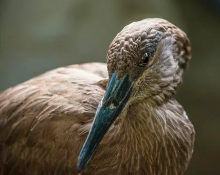 Hamerkop bird Stock Photos