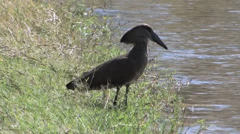 Hamerkop Video stock 22300108