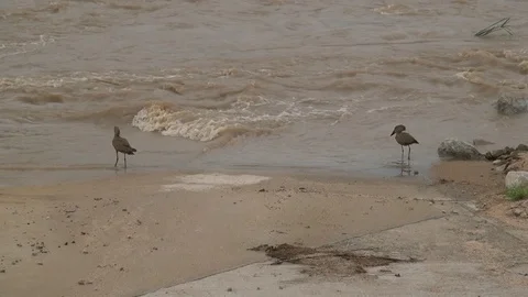 Hamerkop Stock Footage 97910974