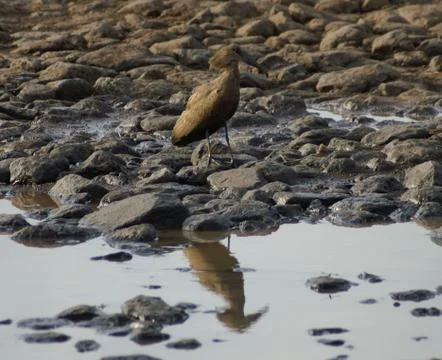 Hamerkop on pebbles Stock Photos