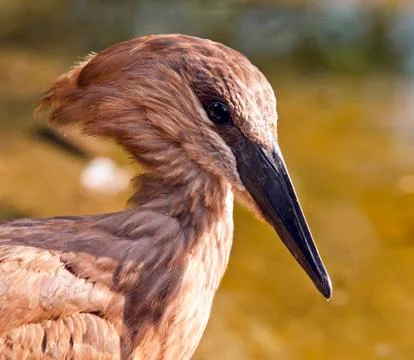 Hamerkop Foto stock