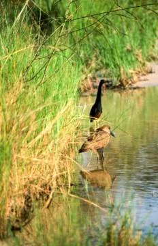 Hamerkop Stock Photos