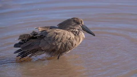 Hamerkop Stock Photos