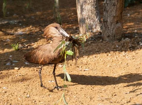 Hamerkop preparing to nesting Stock Photos
