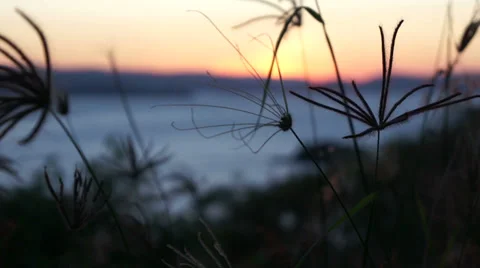 Hamilton Island grasses close up dusk Stock Footage 32168863