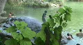 Hamilton Pool - Swimming Hole HD Footage
