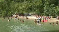 Hamilton Pool - Swimming Hole HD Footage