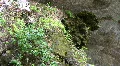 Hamilton Pool - Swimming Hole HD Footage
