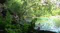 Hamilton Pool - Swimming Hole HD Footage