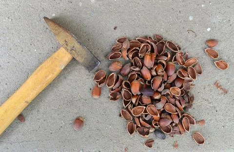 Hammer and nut shells hammer and nut shells crushed hazelnuts food backgro... Stock Photos