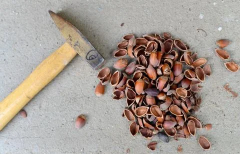 Hammer and nut shells Stock Photos