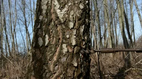 Hammer in birch trunk tap for sap Stock Footage 10846697