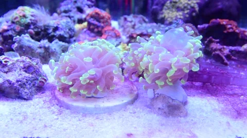 Hammer coral Stock Footage 201819374