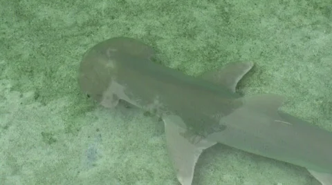 Hammer Head Shark  库存影片 292106
