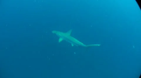 Hammer head shark Stock Footage 10824612