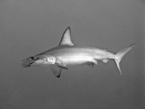 Hammer head shark Stock Photos