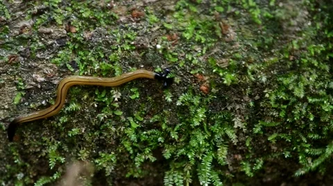Hammer worm crawl on the rock Stock Footage 51605068