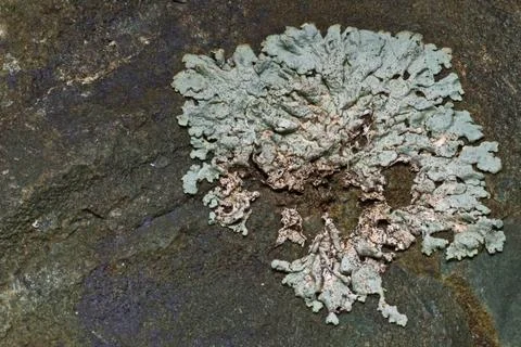 Hammered Shield Lichen. Stock Photos