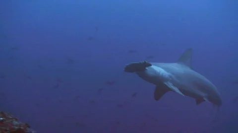 Hammerhead Close Up Stock Footage 160509