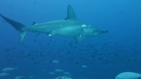 Hammerhead close up side Stock Footage 76688283