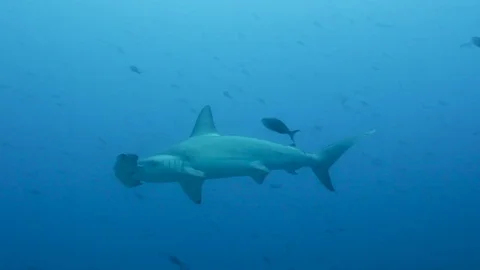 HAMMERHEAD close up from side Stock Footage 76688324