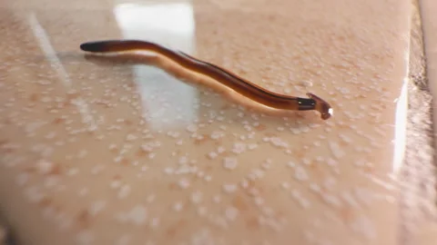 Hammerhead Flatworm Crawling on Glossy Floor in Warm Light, Macro Shot from Low Vídeos de archivo 320179306