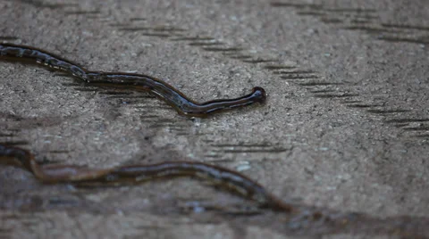 Hammerhead flatworm Video stock 34780935