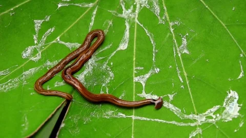 Hammerhead flatworm on green leaf Stock Footage 322509527