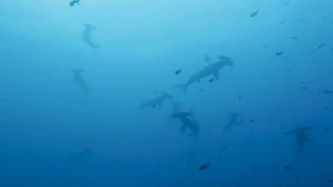 HAMMERHEAD LOOKING UP pan down to single hammerhead Stock Footage 76688300