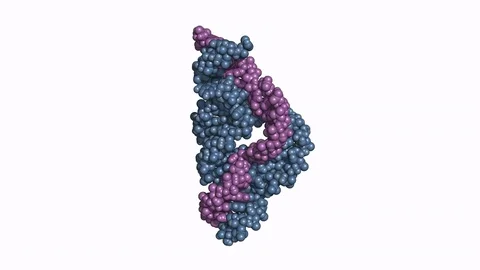 Hammerhead ribozyme, rotating space-filling model Stock Footage 73040189