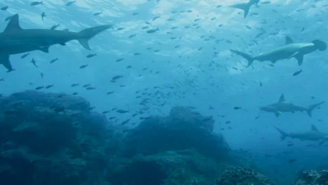 Hammerhead school fast movement Stock Footage 76688299