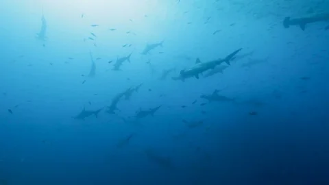 Hammerhead School multiple Looking up Stock Footage 76688307