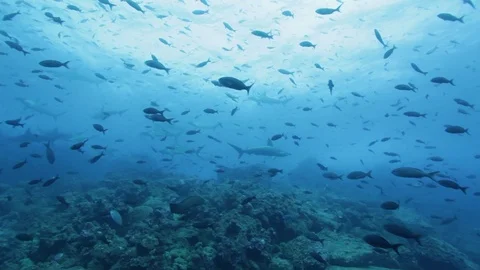 Hammerhead school with reef fish 1 Stock Footage 76687991