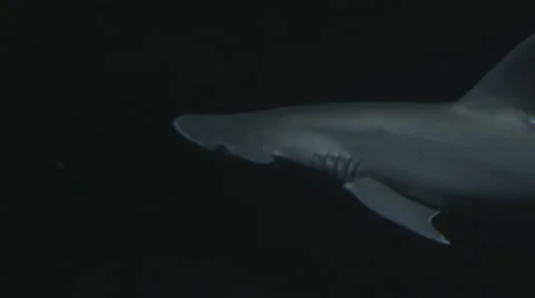 Hammerhead Shark 2 Stock Footage 47896240