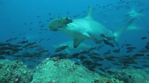 Hammerhead shark approaches Vídeo Stock 42887686