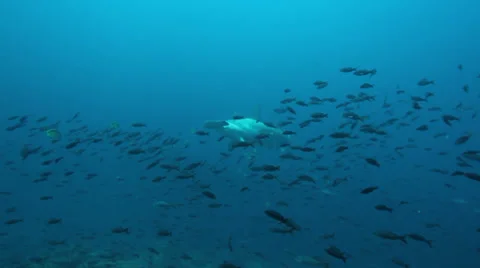 A hammerhead shark in a cleaning station Stock Footage 34821373