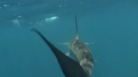 Hammerhead Shark Close Encounter HDV #50-23 Vidéo 39380198