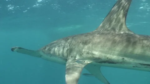 Hammerhead Shark Close Encounter! HDV #50-25 Stockbeeldmateriaal 39382822