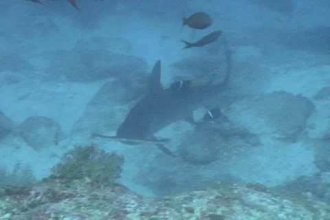 Hammerhead shark close 库存影片 672494