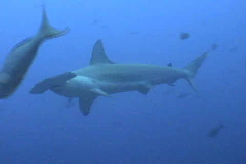 Hammerhead shark close Stock Footage