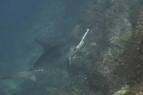 Hammerhead shark close 库存影片 672560