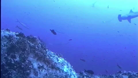 HAMMERHEAD SHARK DEEP Stock Footage 306629747