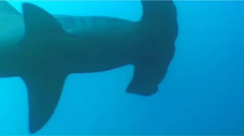 Hammerhead Shark Stock Footage 8519685