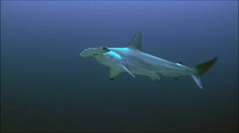 Hammerhead shark Video stock 42890208