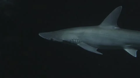 Hammerhead Shark Stock Footage 47897602