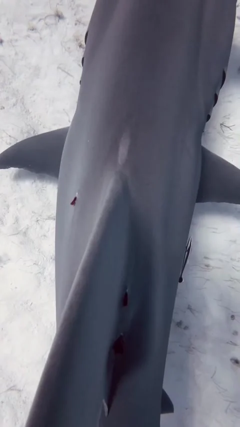 Hammerhead shark Stock Footage 328089978